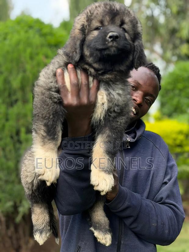 1-3 months Female Purebred Caucasian Shepherd - thumbnail 2