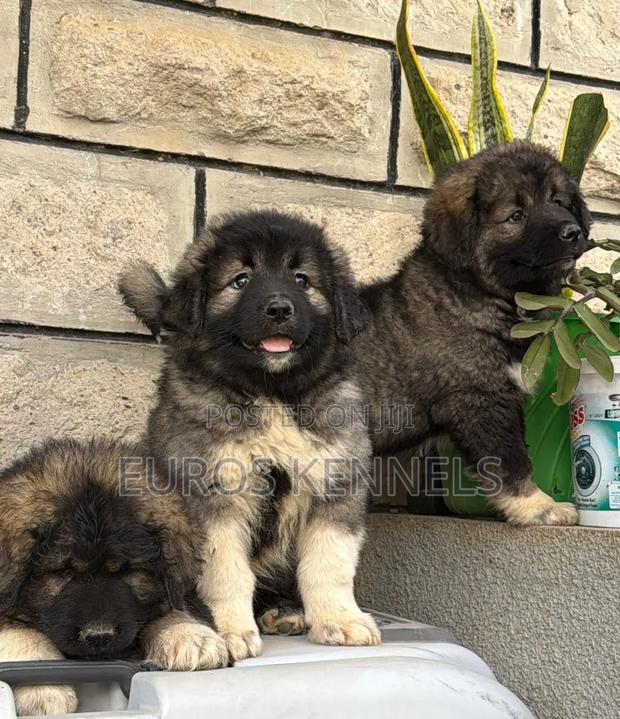 1-3 months Female Purebred Caucasian Shepherd - thumbnail 3