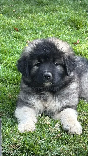 1-3 months Female Purebred Caucasian Shepherd