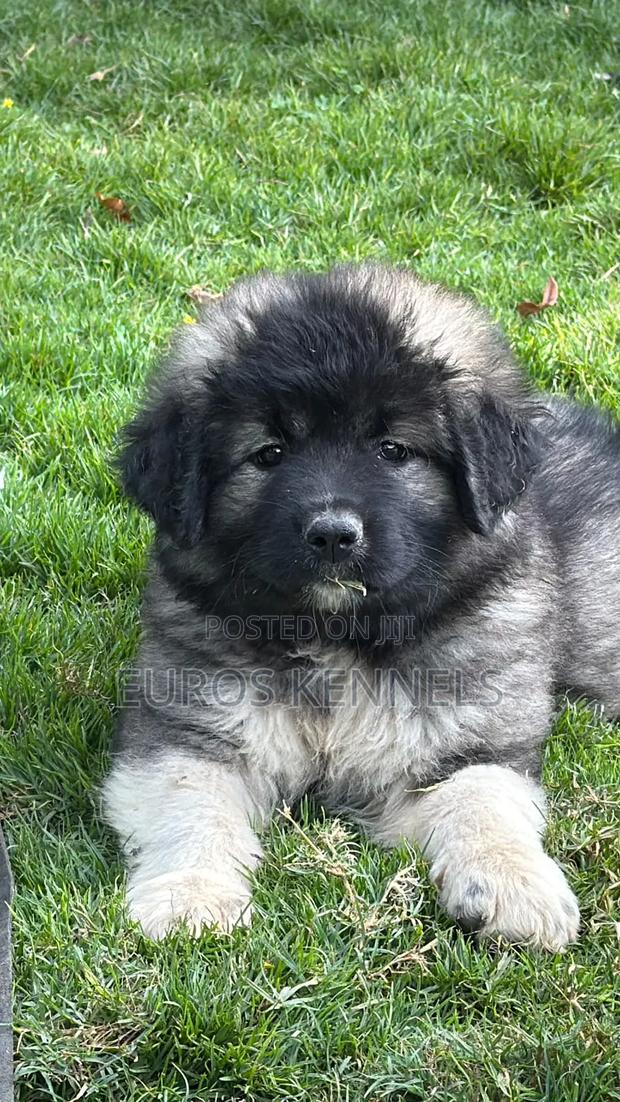 1-3 months Female Purebred Caucasian Shepherd - thumbnail 4