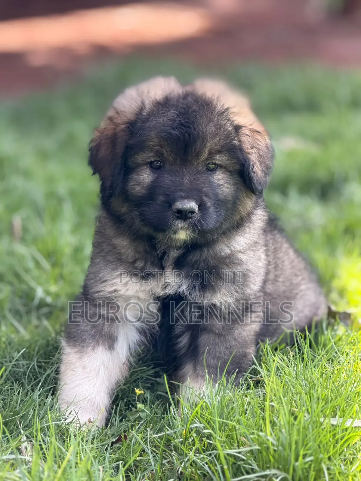 1-3 months Female Purebred Caucasian Shepherd