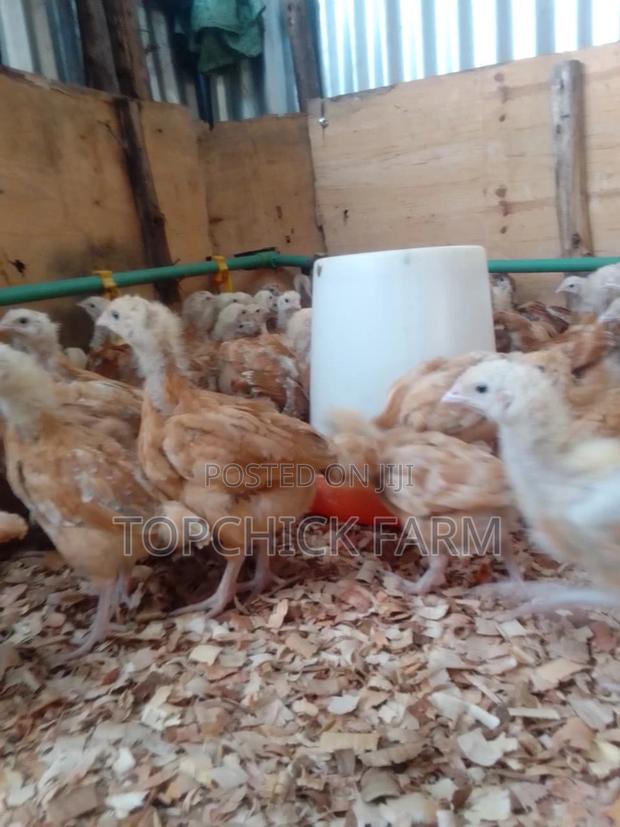 Fully Vaccinated Dual Purpose F1 Sasso Chicks - thumbnail 8