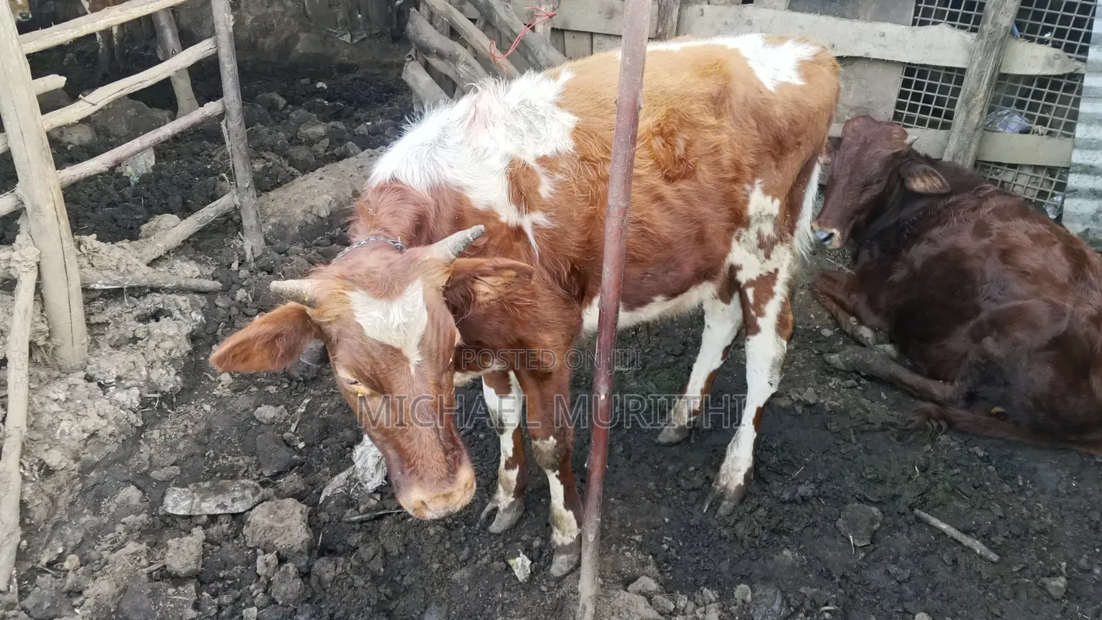 Ndume Cow for Sale