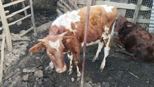 Ndume Cow for Sale