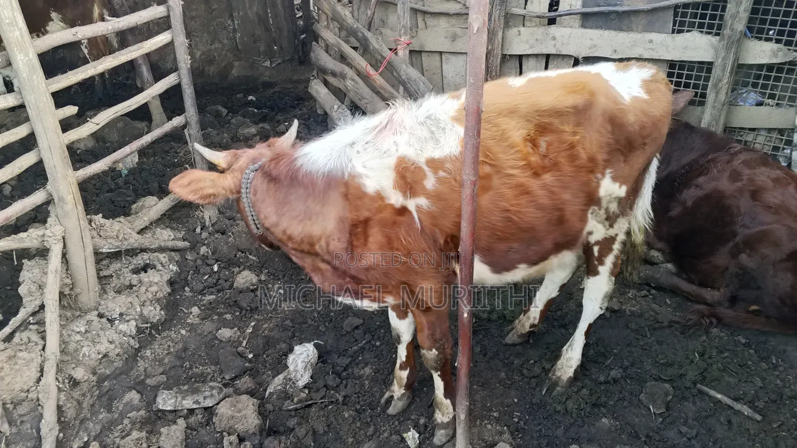Ndume Cow for Sale