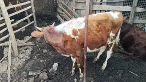 Ndume Cow for Sale