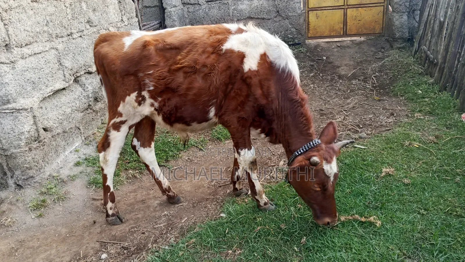 Ndume Cow for Sale