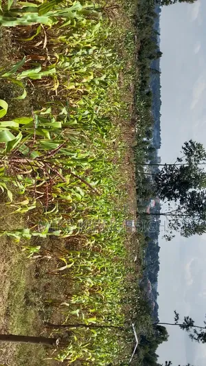 Plot for Sale