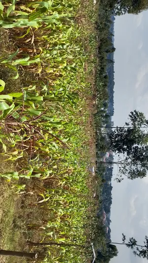 Plot for Sale