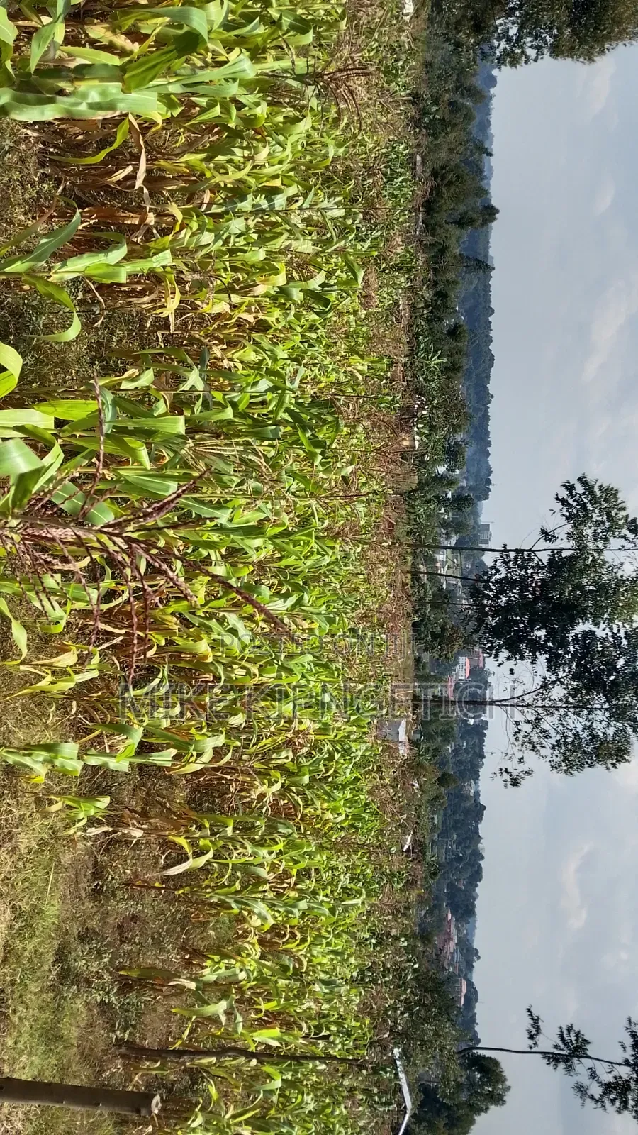 Plot for Sale