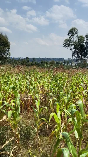 Plot for Sale