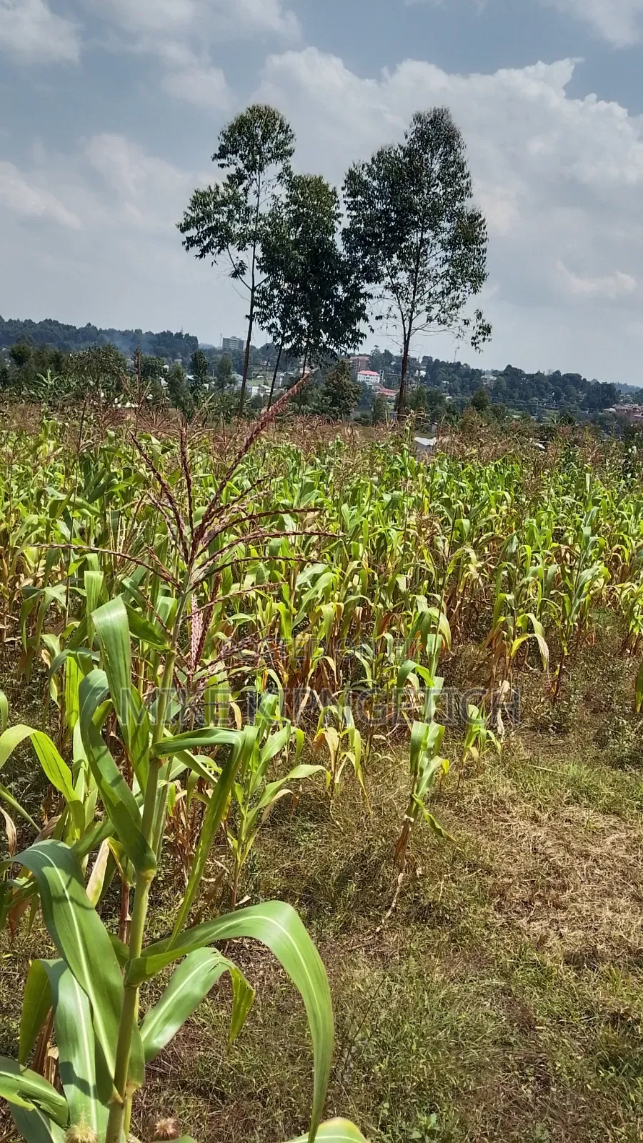Plot for Sale
