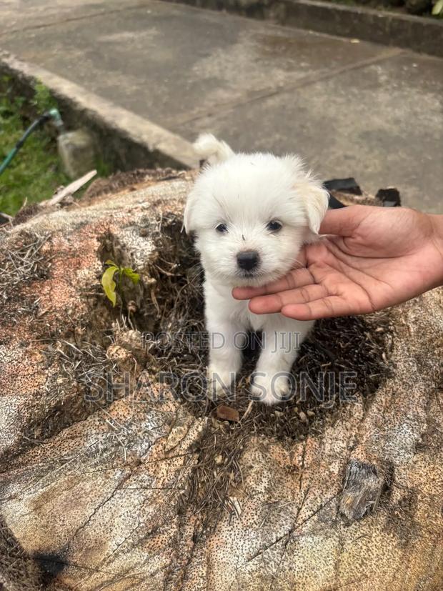 1-3 months Male Mixed Breed Maltese