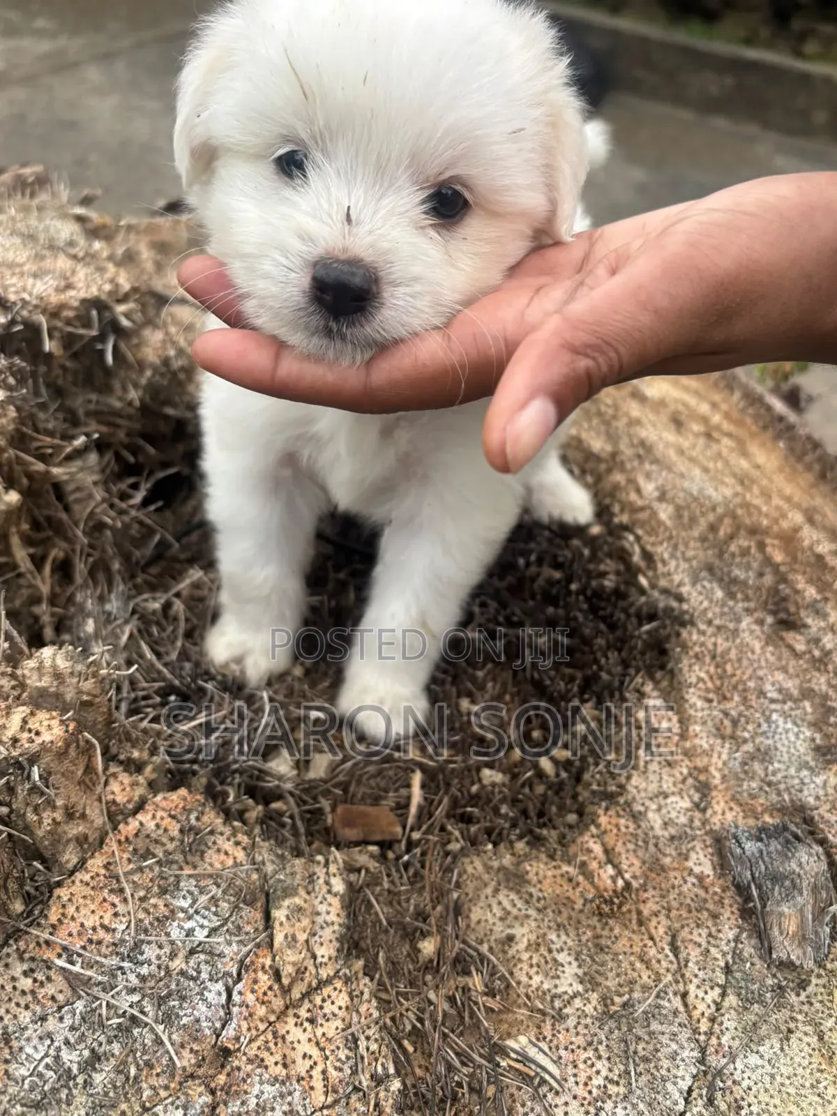 1-3 months Male Mixed Breed Maltese