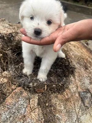 1-3 months Male Mixed Breed Maltese