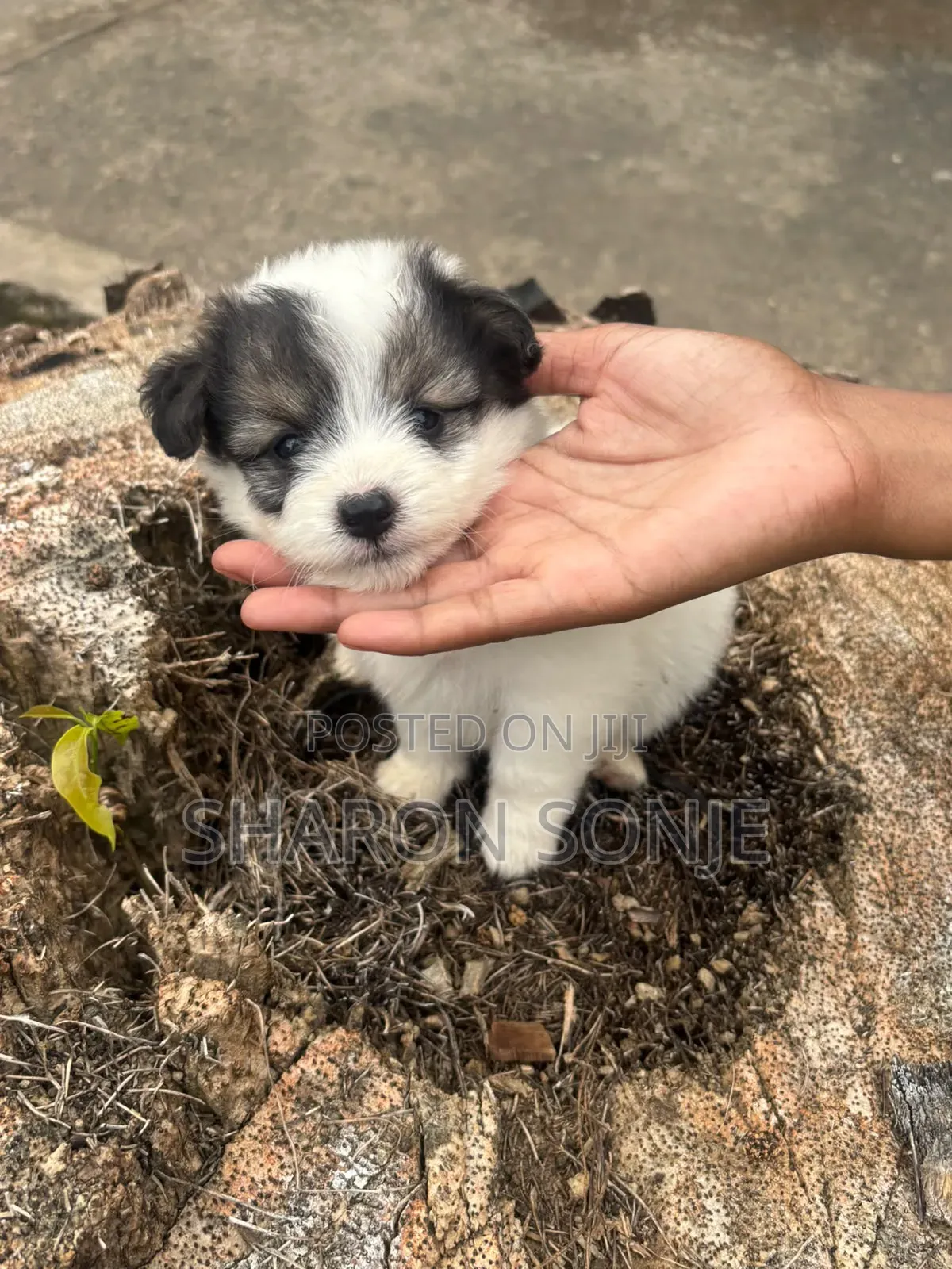 1-3 months Male Mixed Breed Maltese