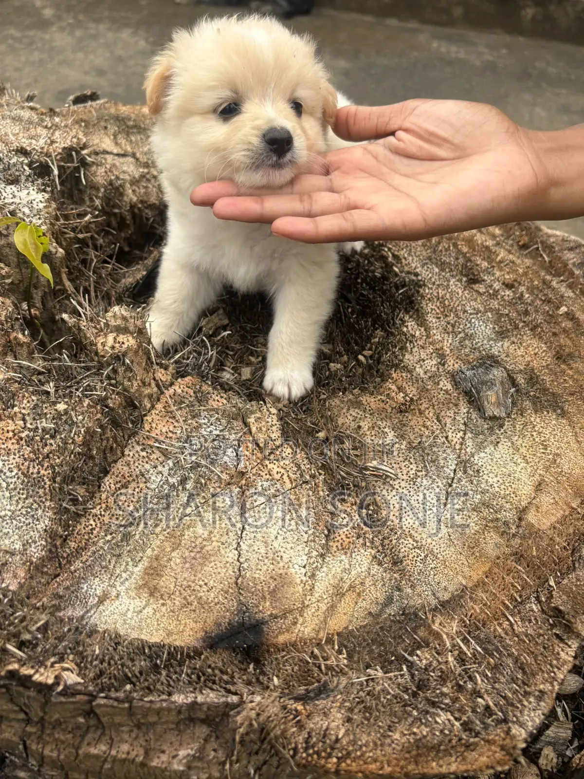 1-3 months Male Mixed Breed Maltese