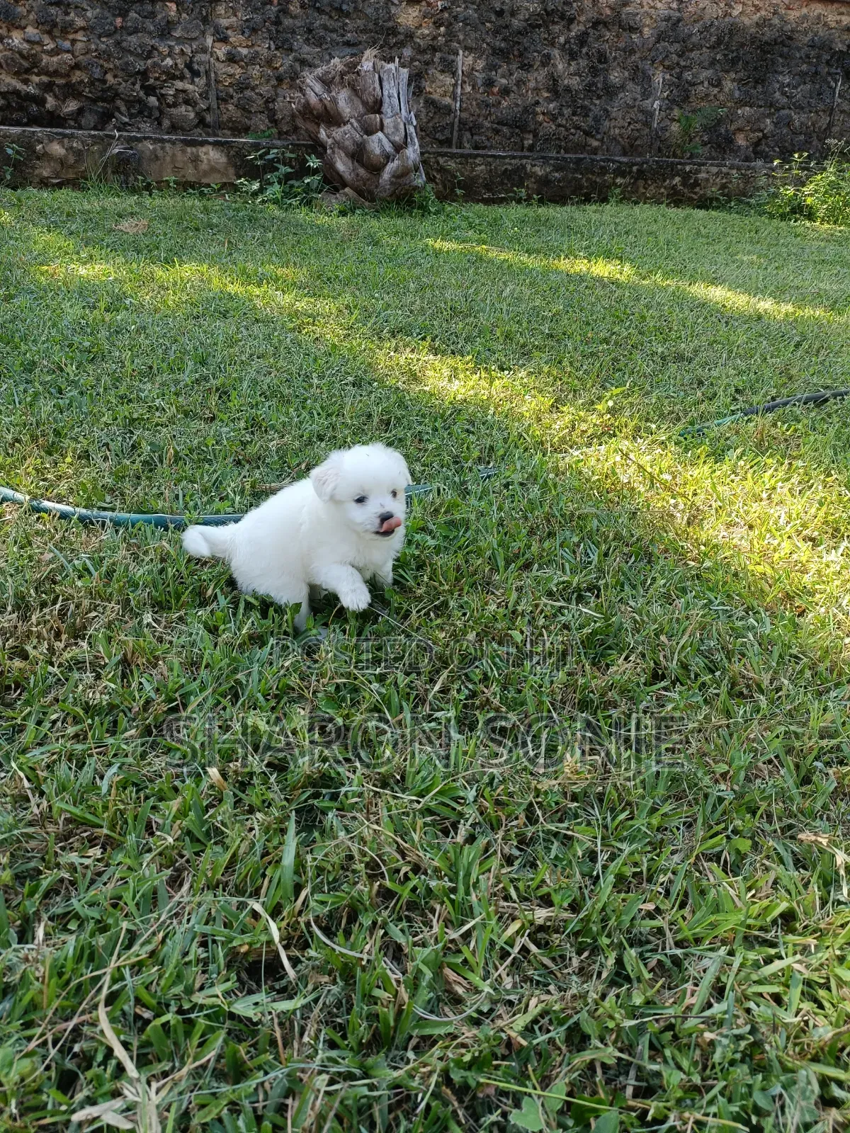 1-3 months Male Mixed Breed Maltese