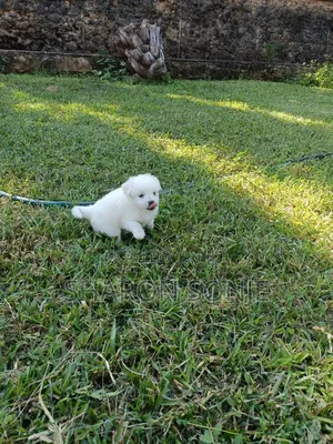 1-3 months Male Mixed Breed Maltese