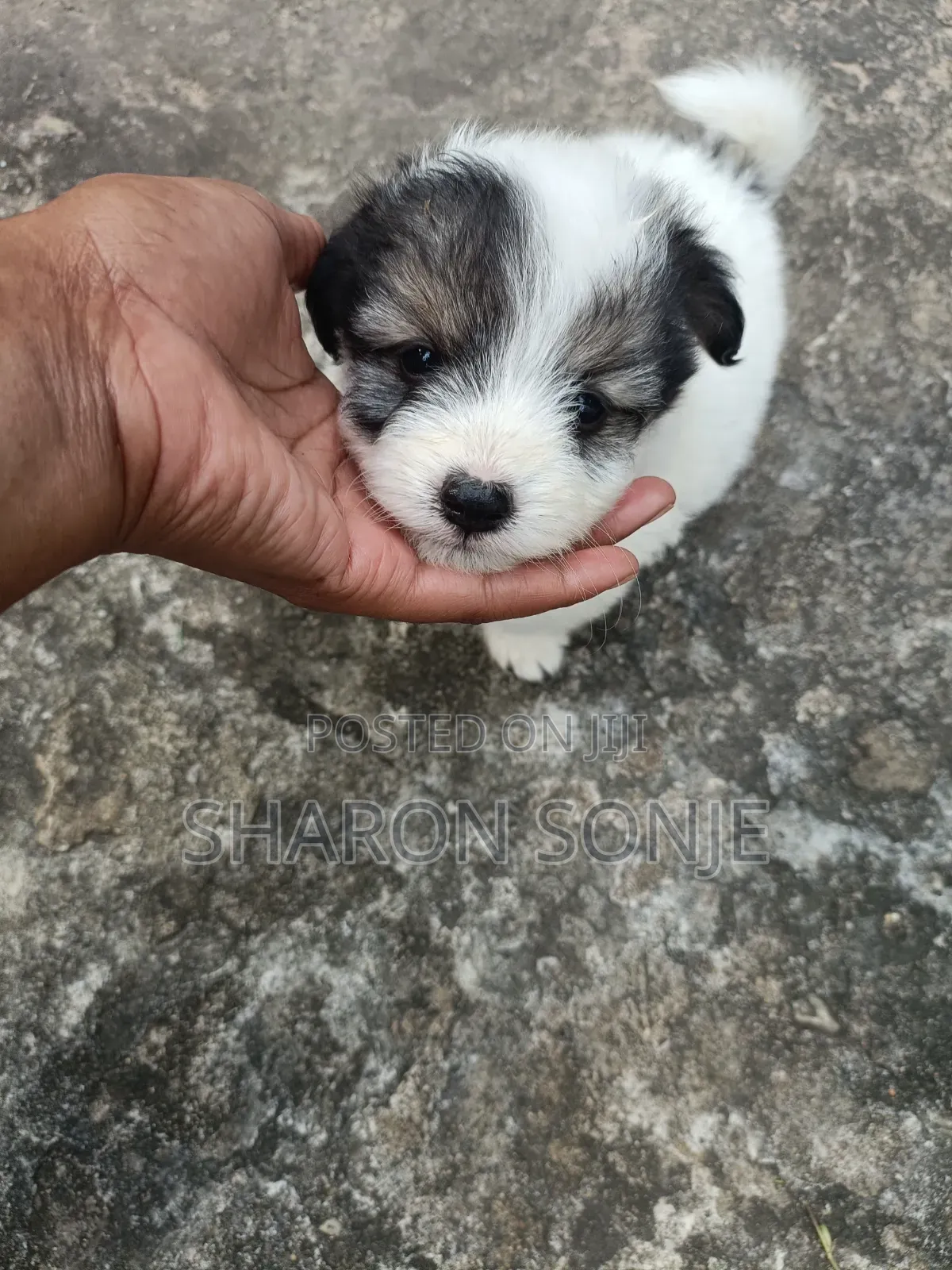 1-3 months Male Mixed Breed Maltese