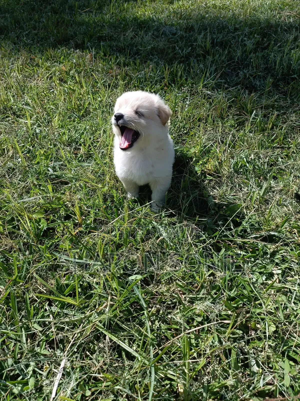 1-3 months Male Mixed Breed Maltese