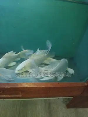 Butterfly Koi