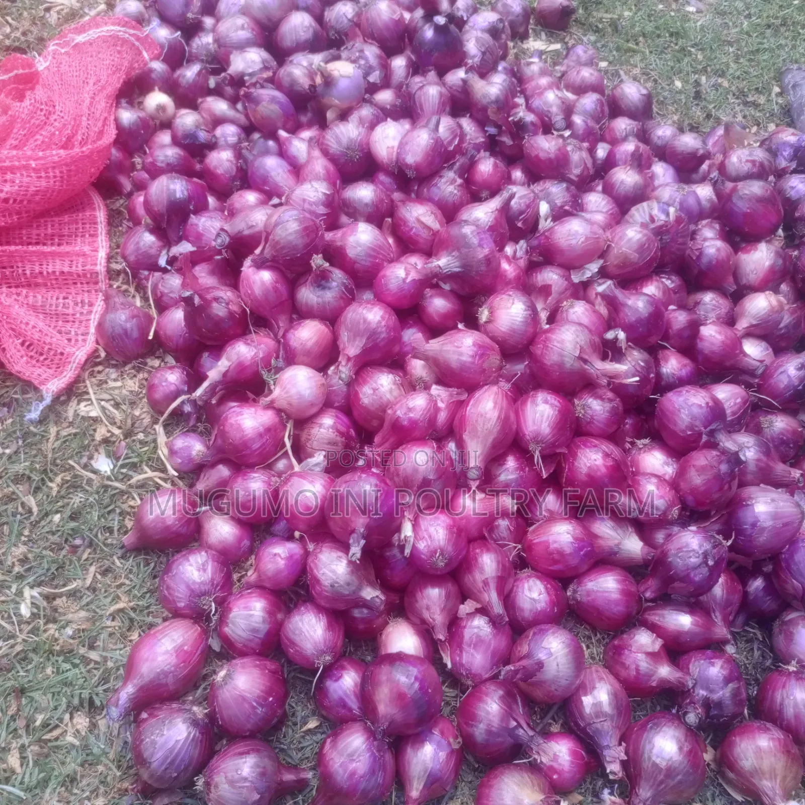 Dried Neptune Onions