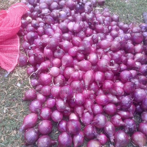 Dried Neptune Onions