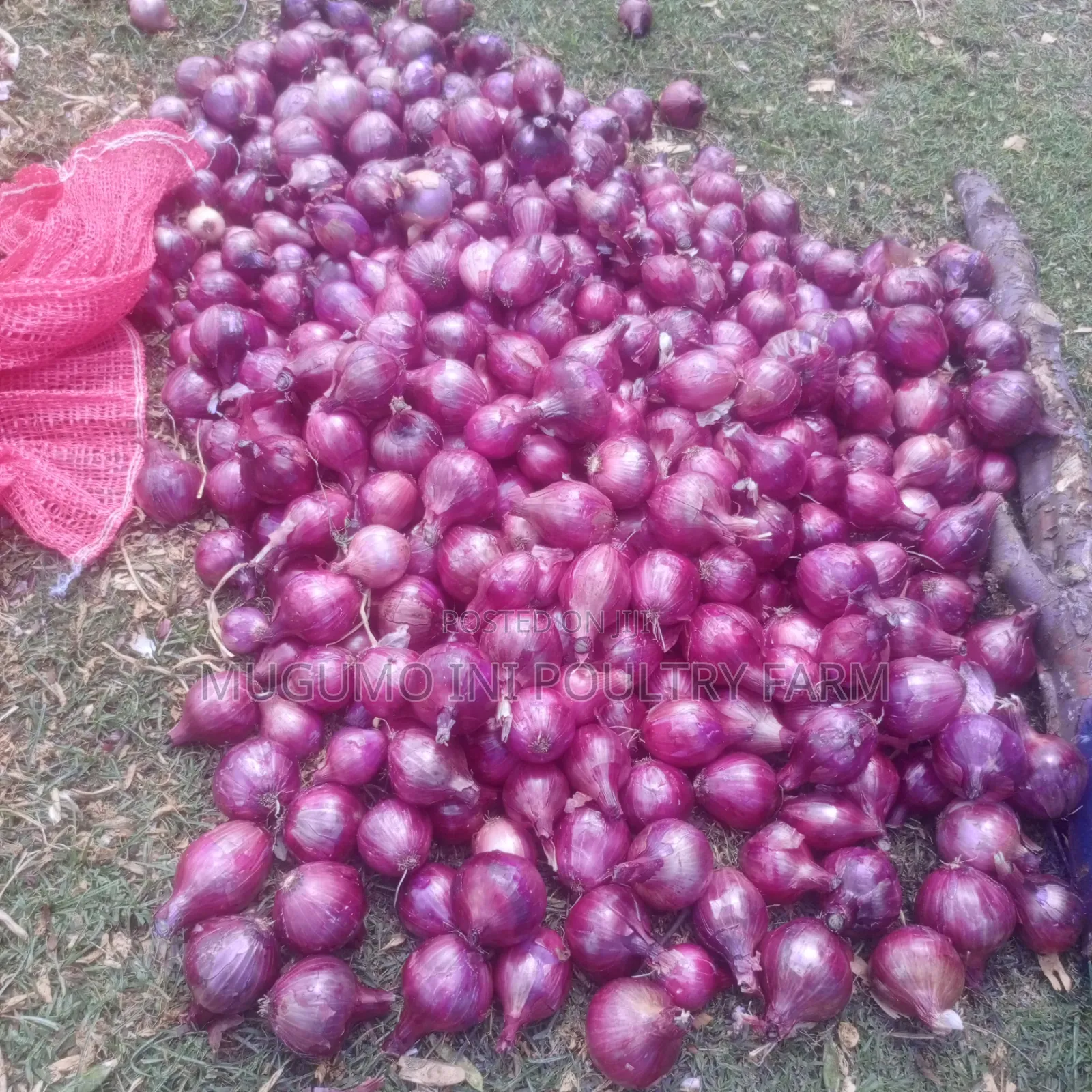 Dried Neptune Onions