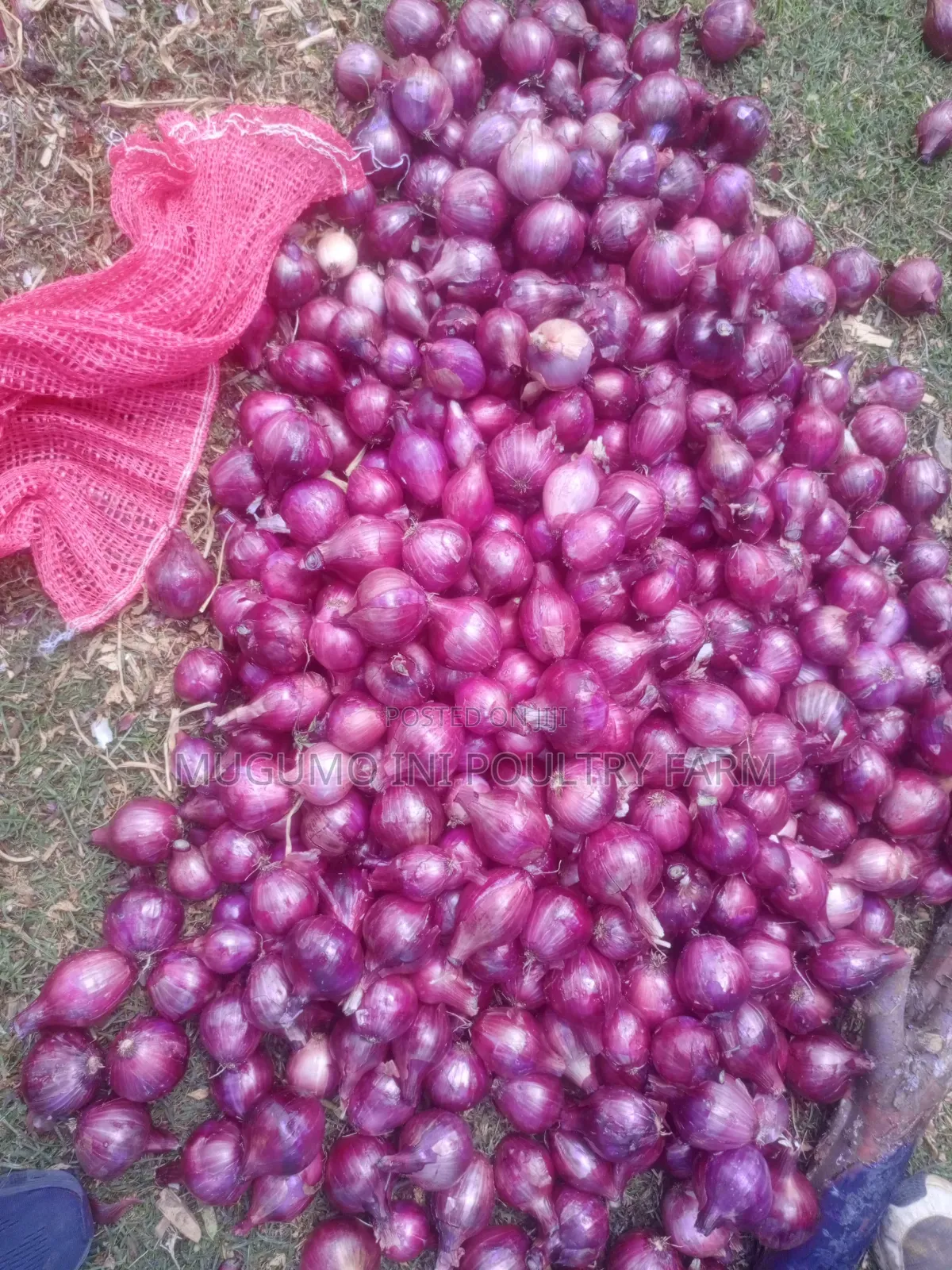 Dried Neptune Onions