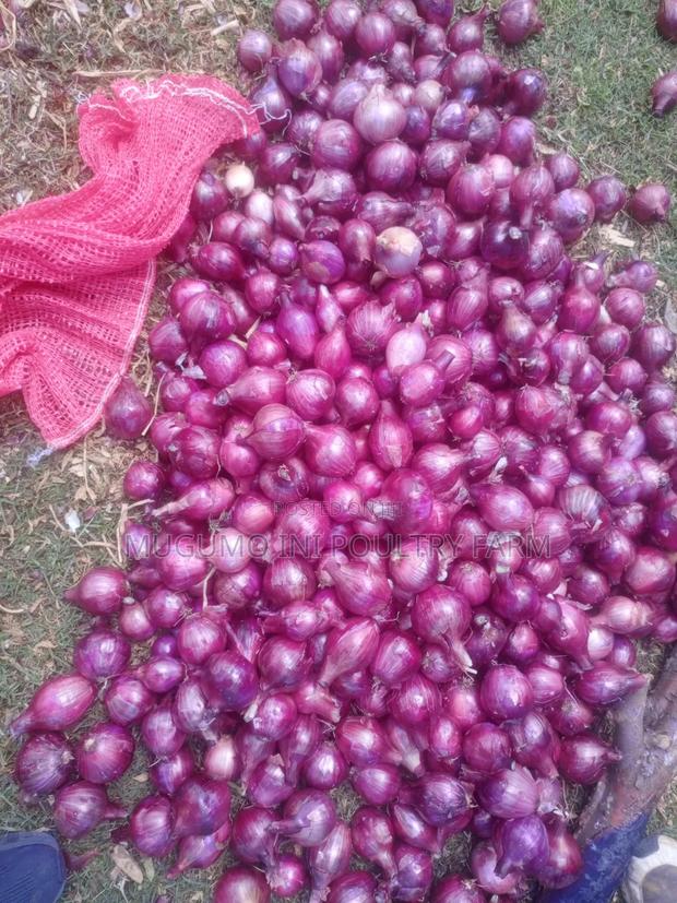 Dried Neptune Onions - thumbnail 3