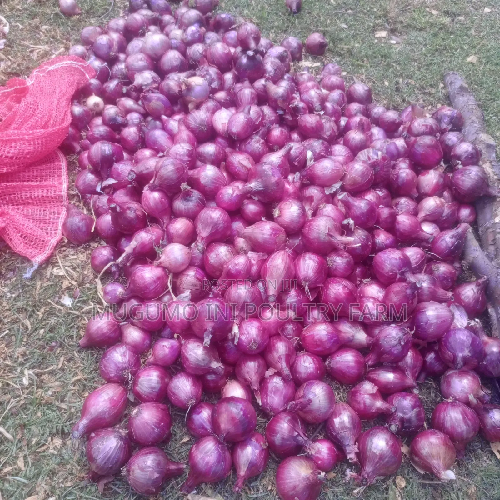 Dried Neptune Onions