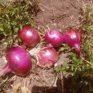 Dried Neptune Onions