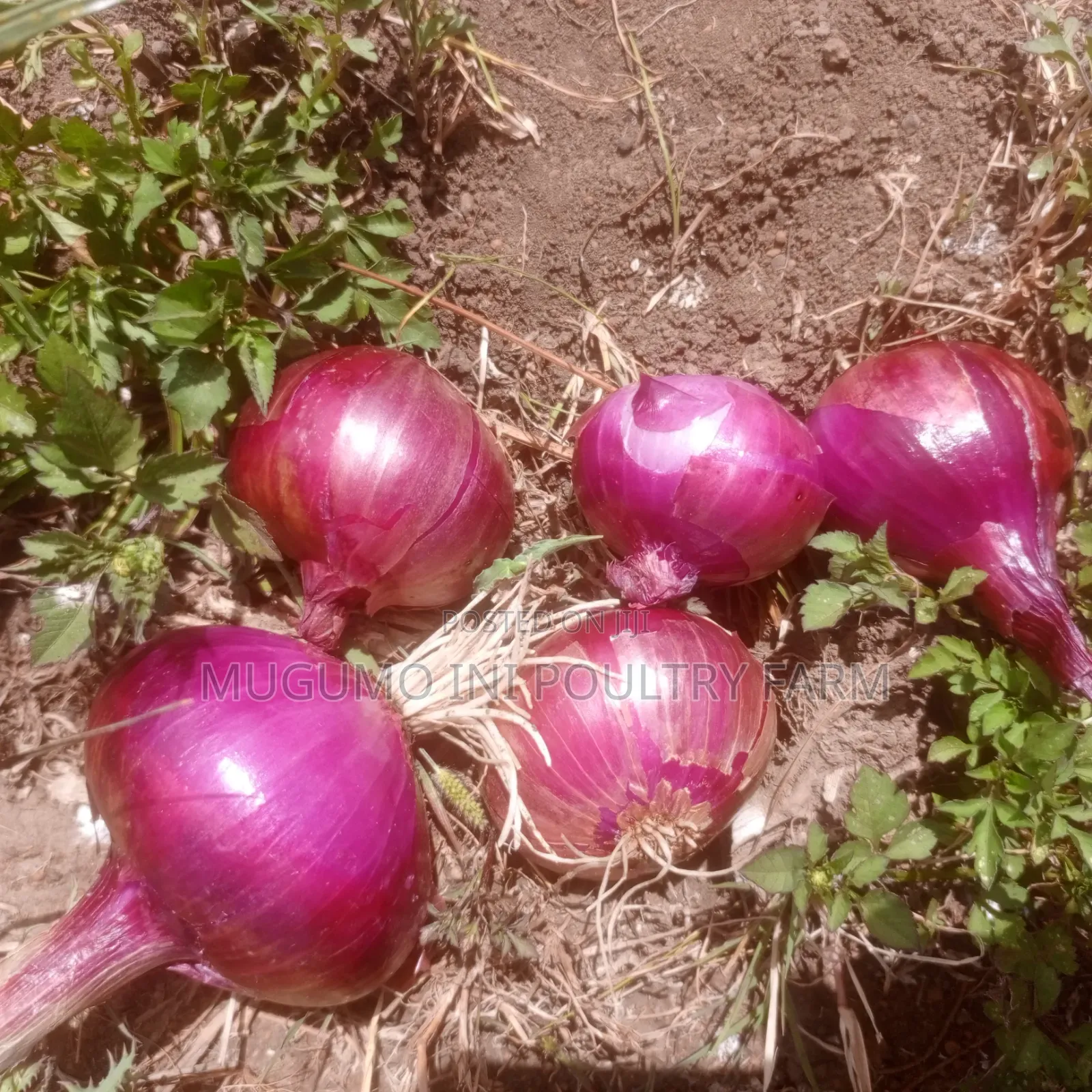 Dried Neptune Onions