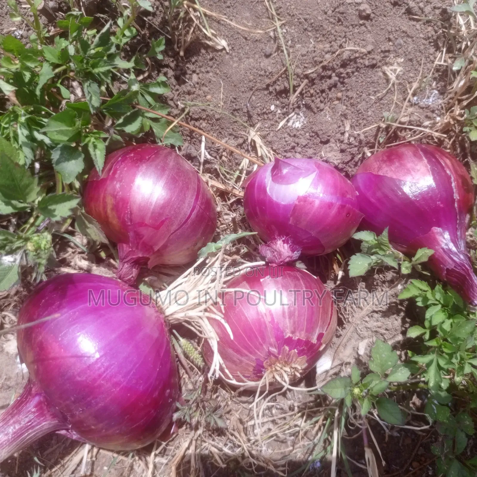 Dried Neptune Onions
