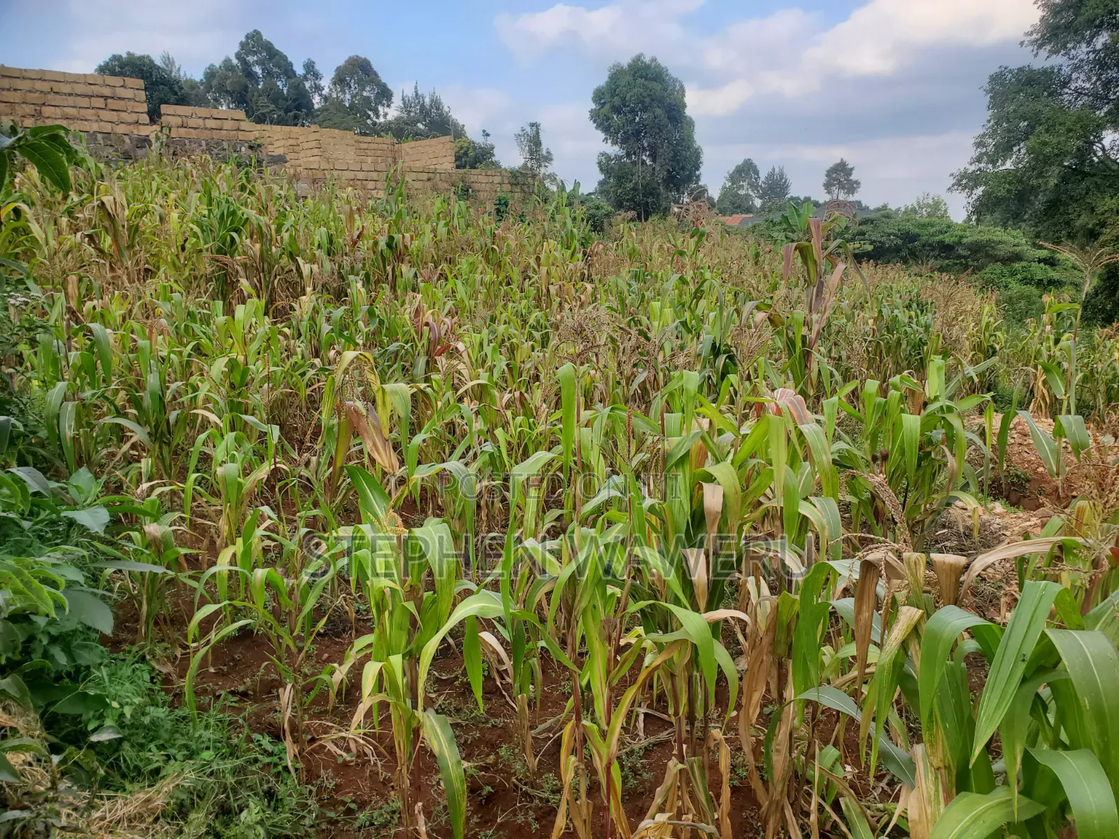 A 50 by 120 Plot for Sale in Nyathuna.
