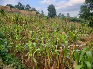 A 50 by 120 Plot for Sale in Nyathuna.