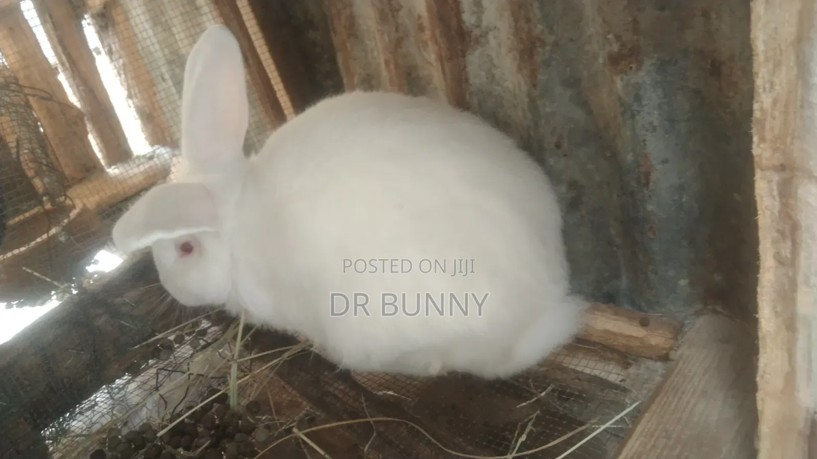 Hybrid Rabbit Breeds