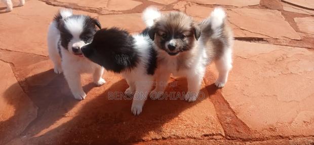 1-3 months Female Purebred Maltese - thumbnail 2