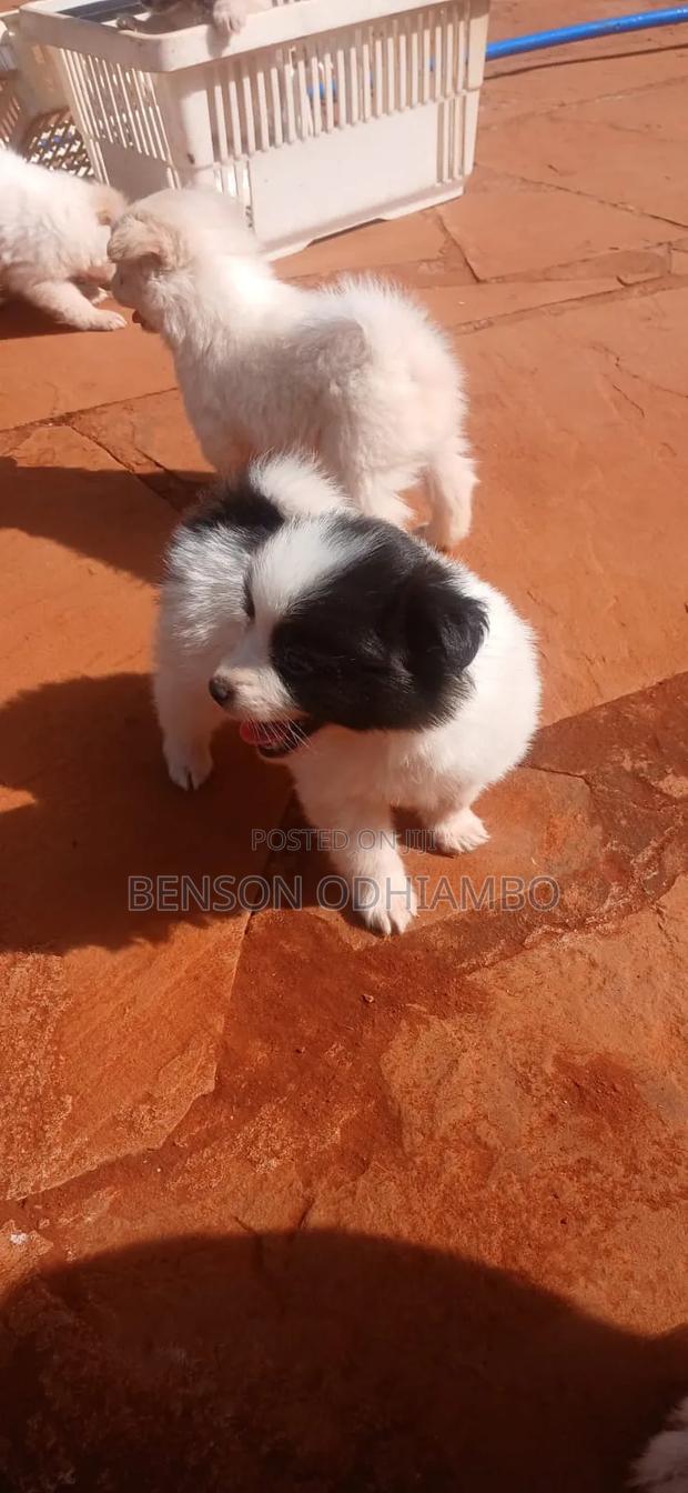 1-3 months Female Purebred Maltese - thumbnail 3