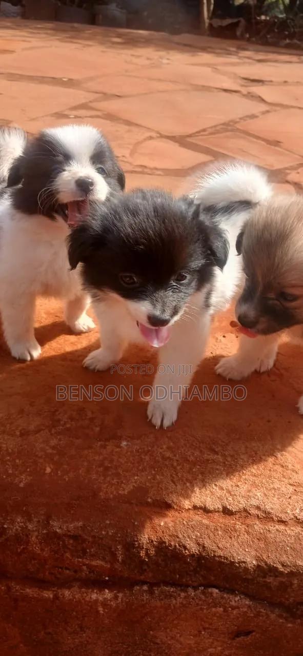 1-3 months Female Purebred Maltese - thumbnail 5