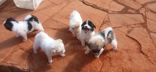 1-3 months Female Purebred Maltese - thumbnail 7