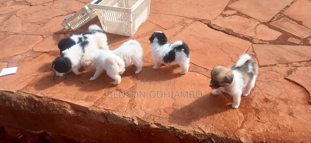 1-3 months Female Purebred Maltese - thumbnail 10