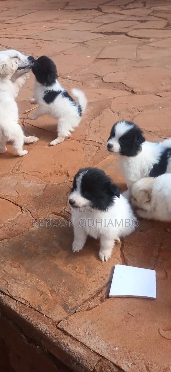 1-3 months Female Purebred Maltese - thumbnail 11
