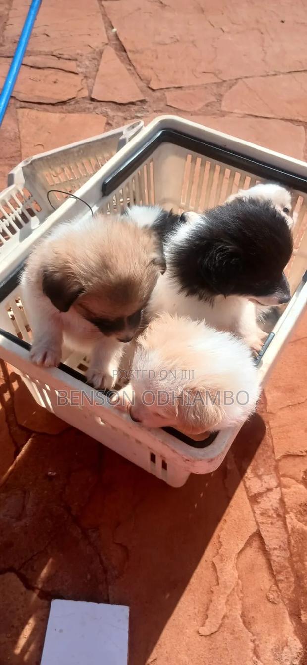 1-3 months Female Purebred Maltese - thumbnail 12
