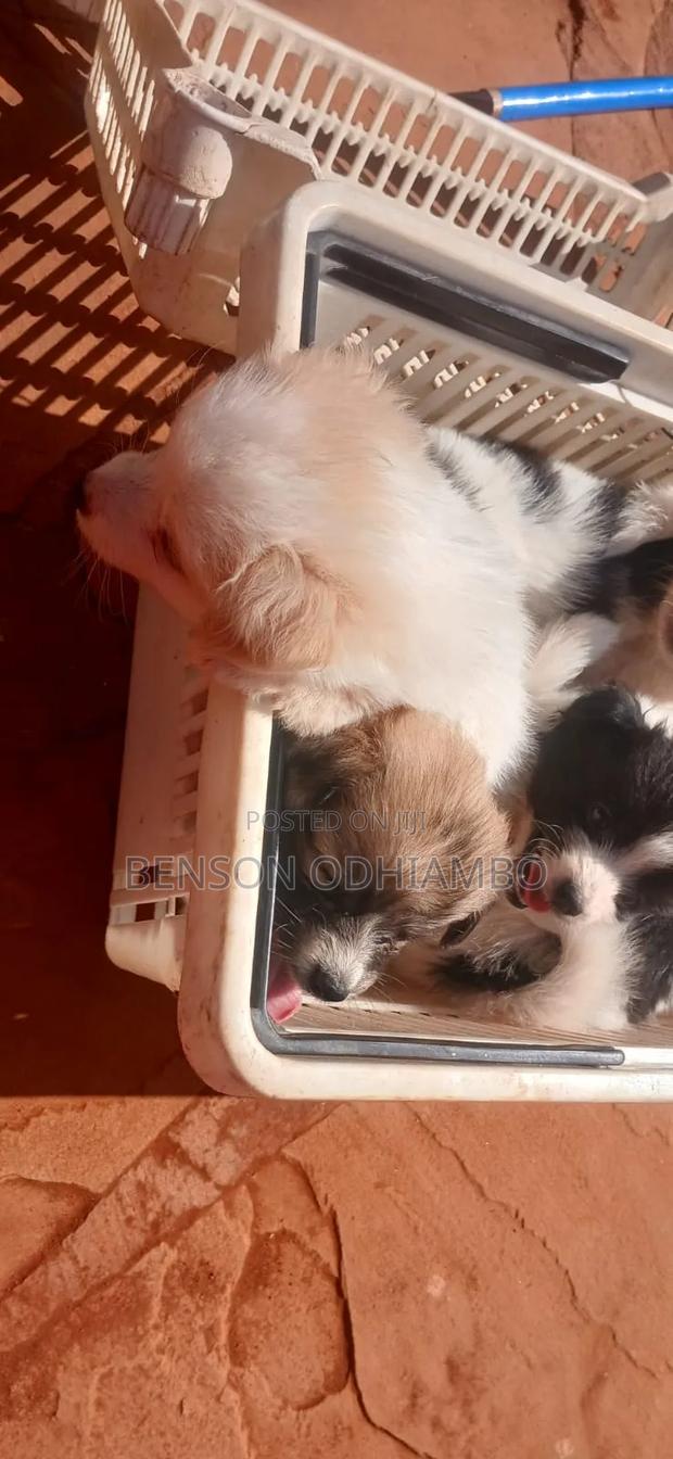 1-3 months Female Purebred Maltese - thumbnail 13