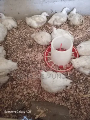 Broiler and Kienyenji
