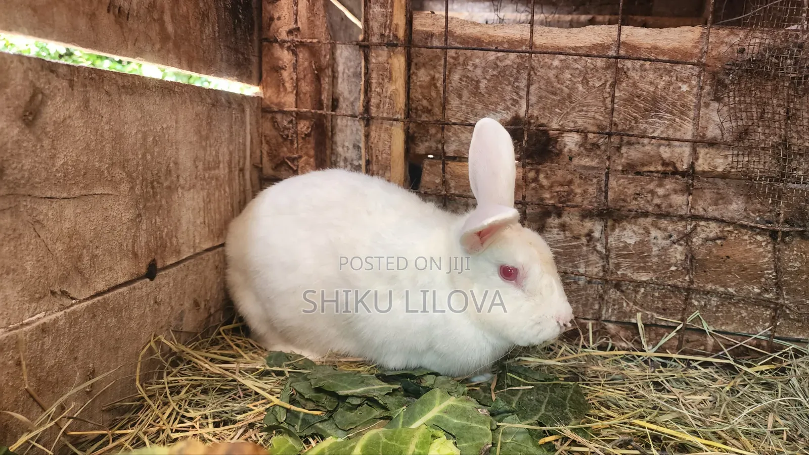 Rabbits Original Breeds