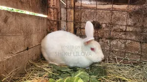 Rabbits Original Breeds