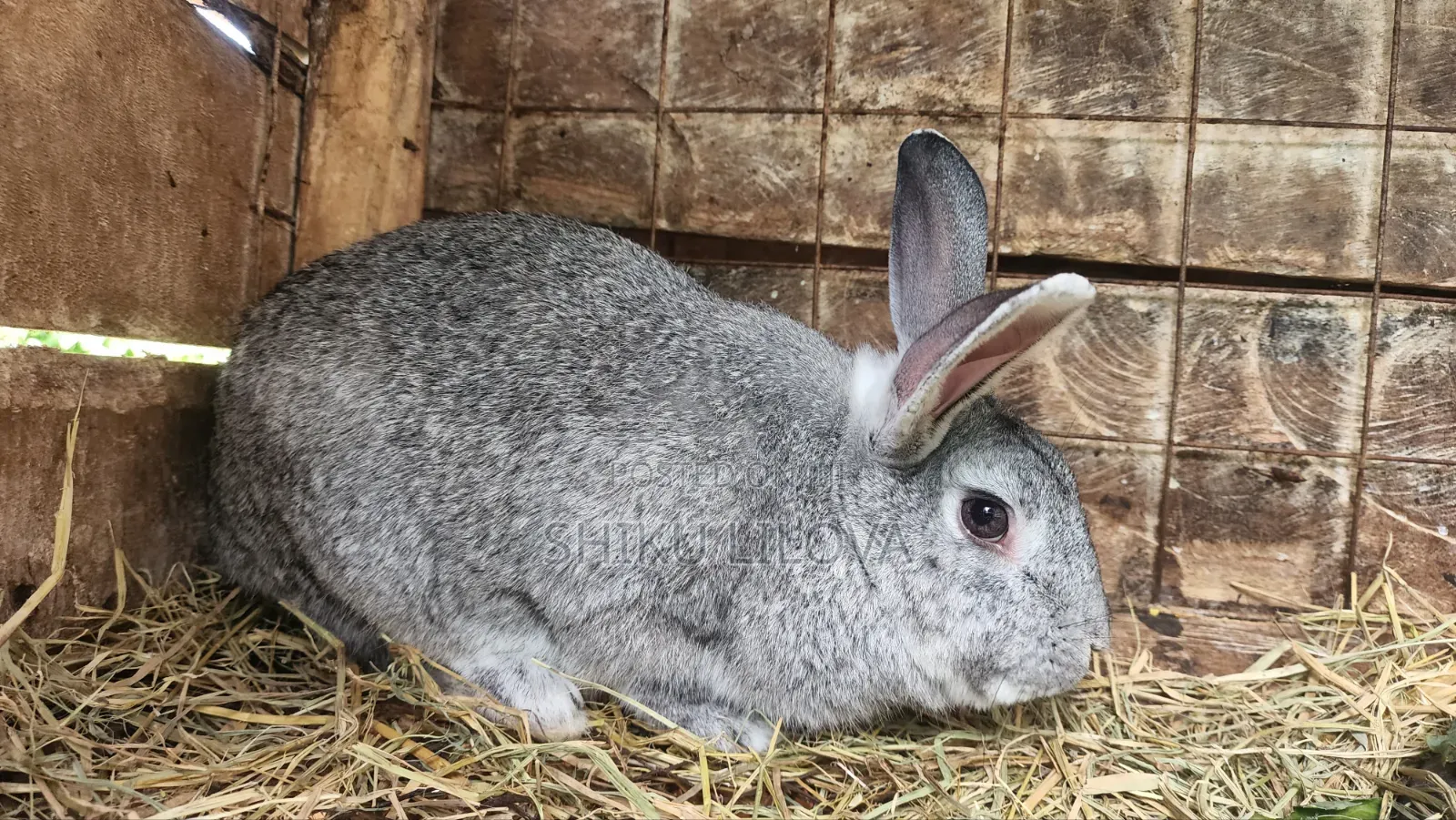 Rabbits Original Breeds